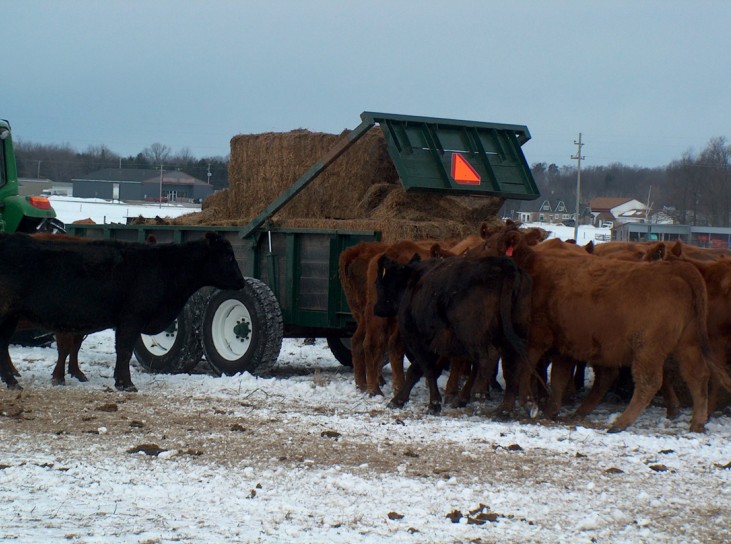 Figure 4 winter grazing .jpg